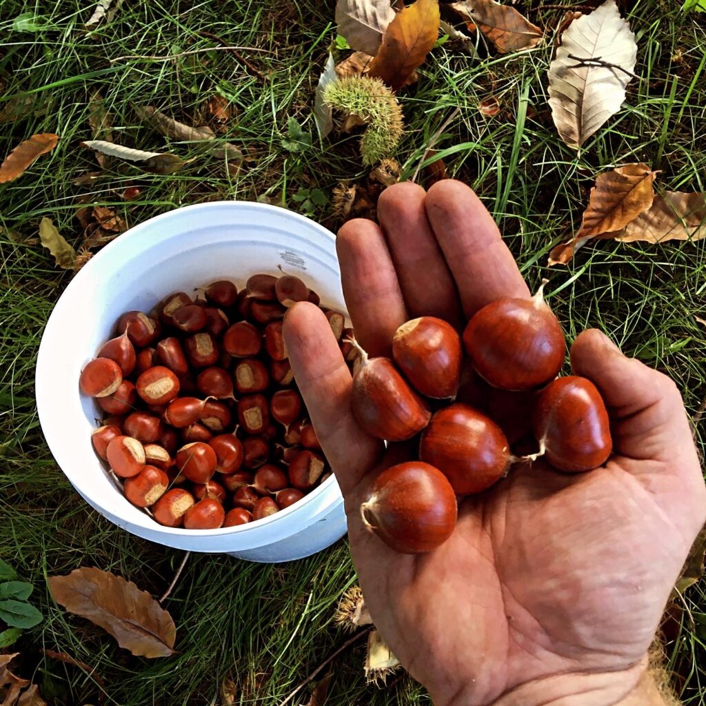 Chinese Chestnuts for seed and flour