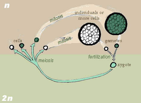 Diagram of zygotic meiosis. (Wikimedia Commons/Maksim)