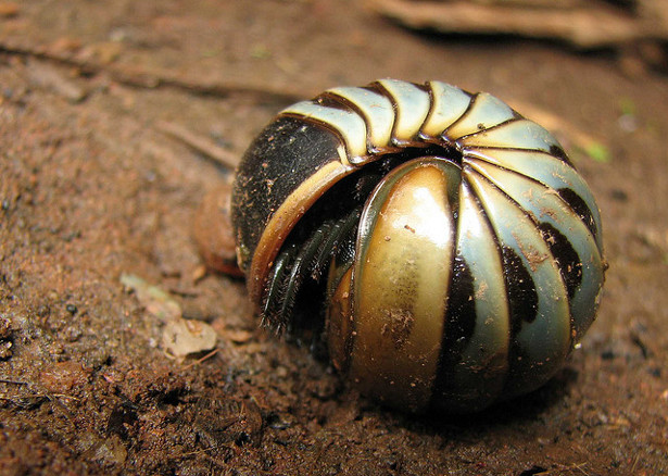 A pill millipede curled up in self-defense. (Flickr/Karunakar Rayker)